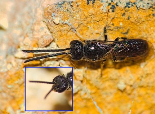 Réf. 347 752 : Lasioglossum sp.